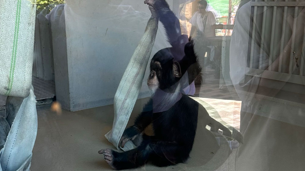 チンパンジーの赤ちゃん