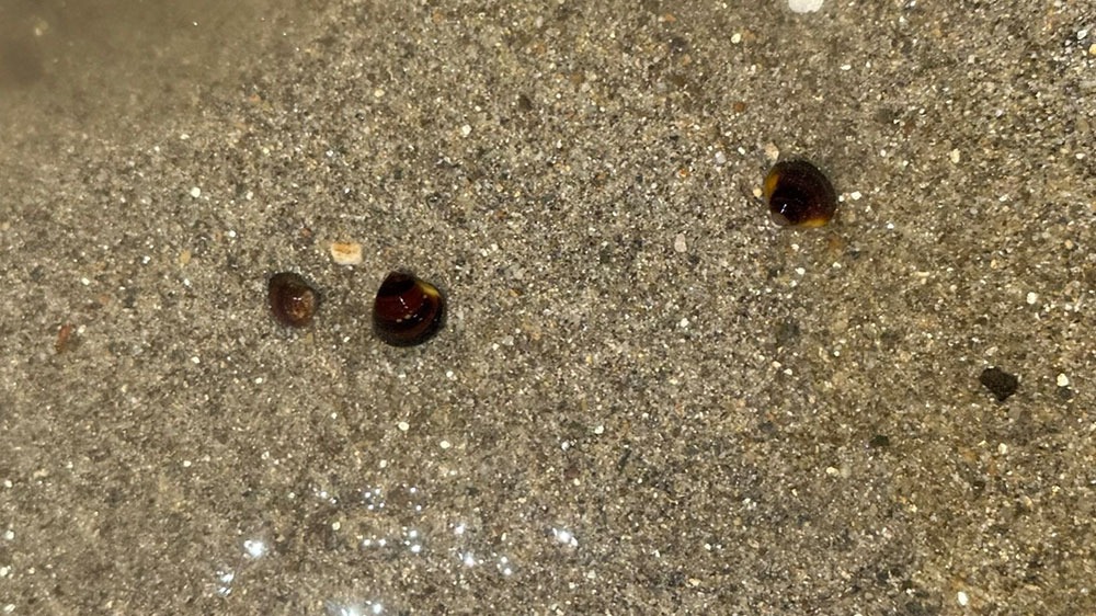 シジミを探す様子