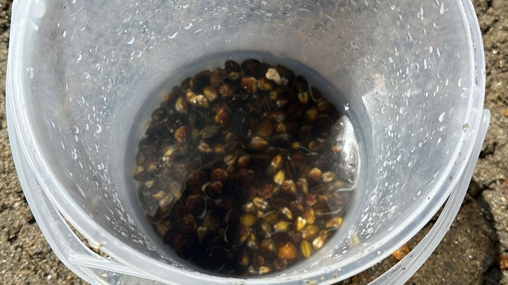 採れたてのシジミ